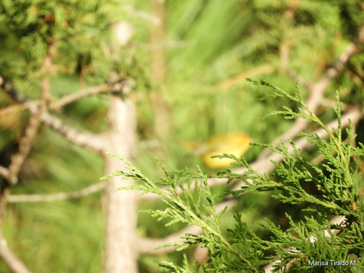 Yellow Warbler - ML608750720