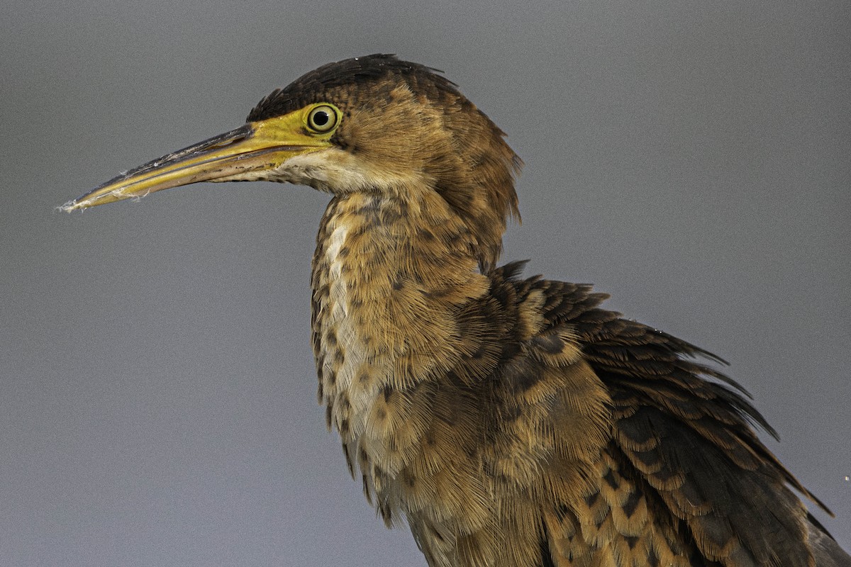 Least Bittern - Van Pierszalowski