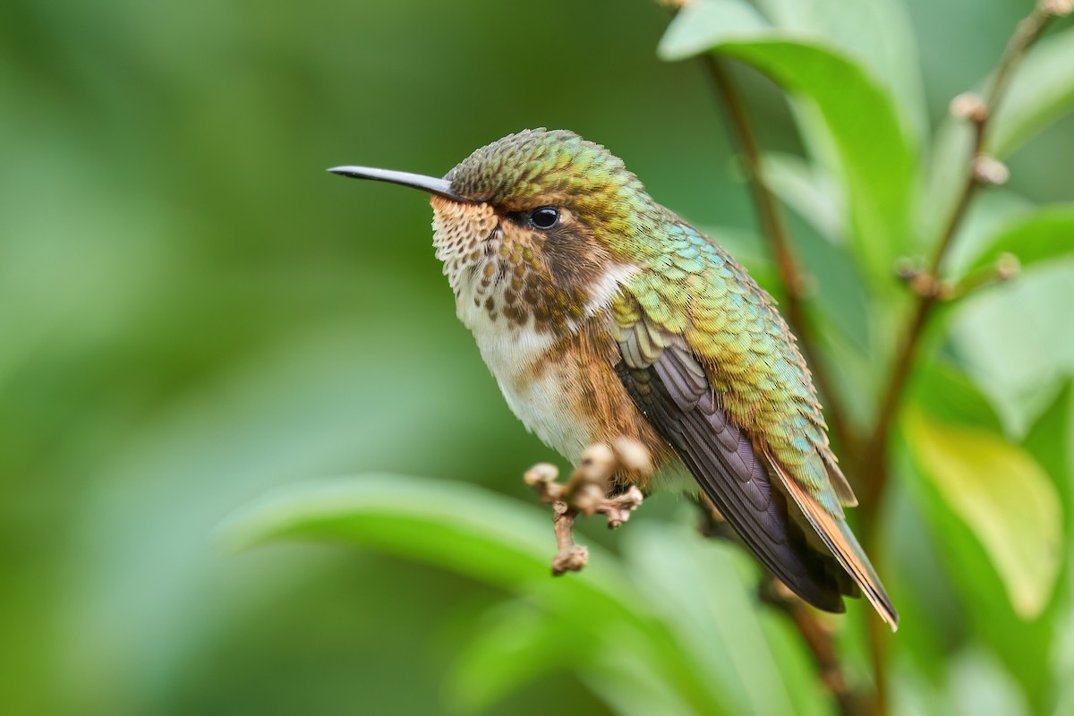 Volcano Hummingbird - ML608750801
