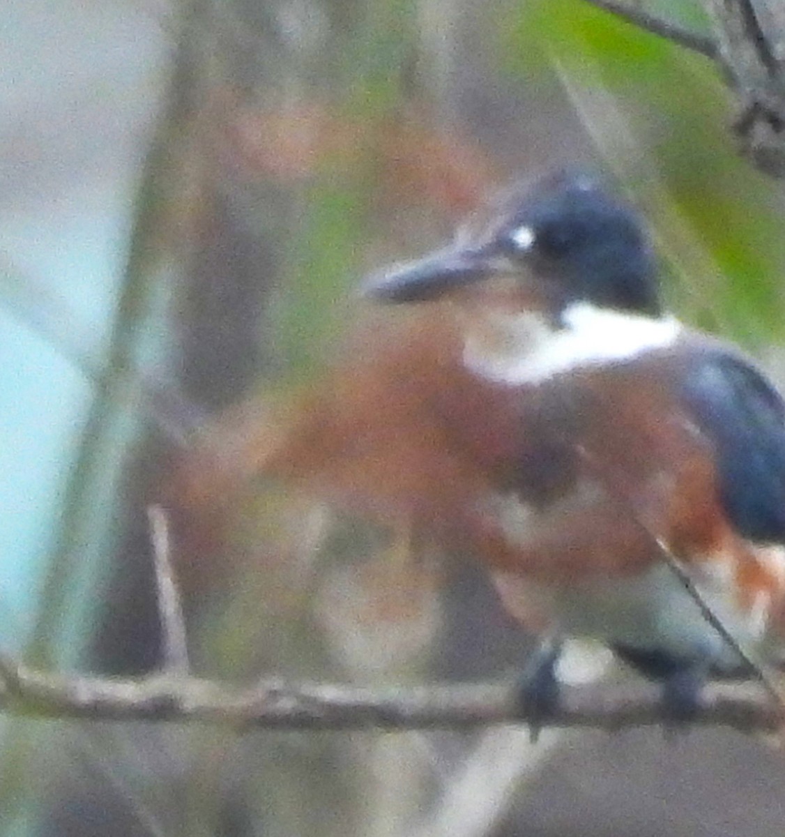 Belted Kingfisher - ML608750874