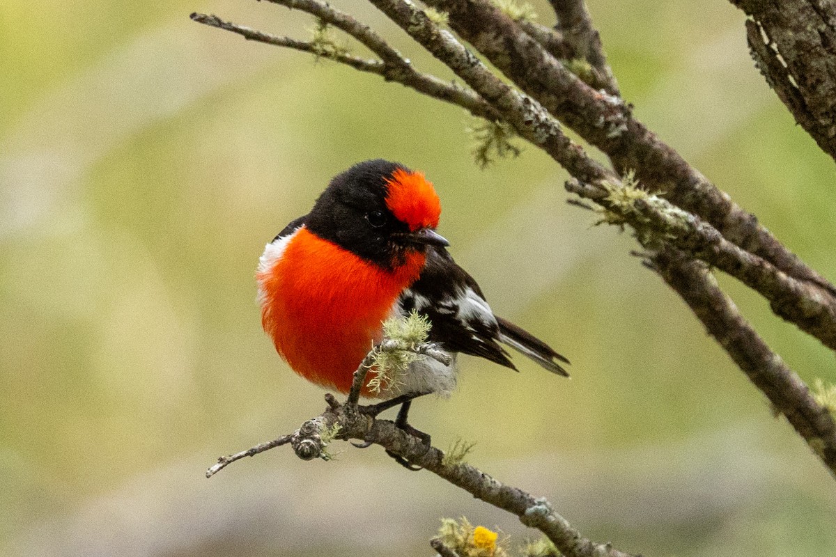 Red-capped Robin - ML608750893