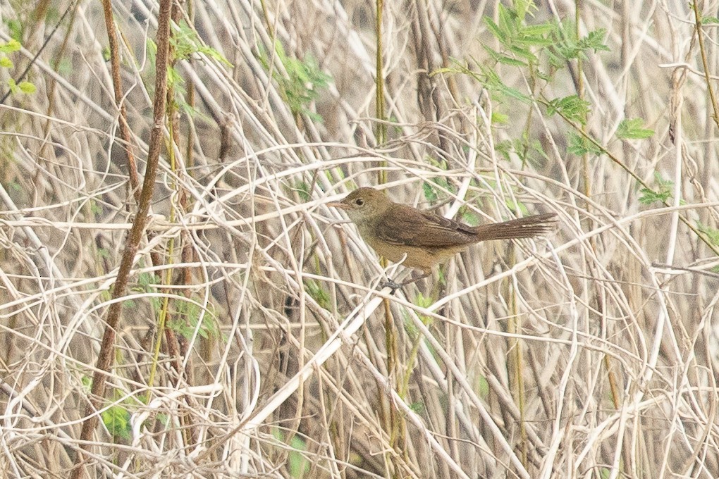 Thick-billed Warbler - Ilya Povalyaev