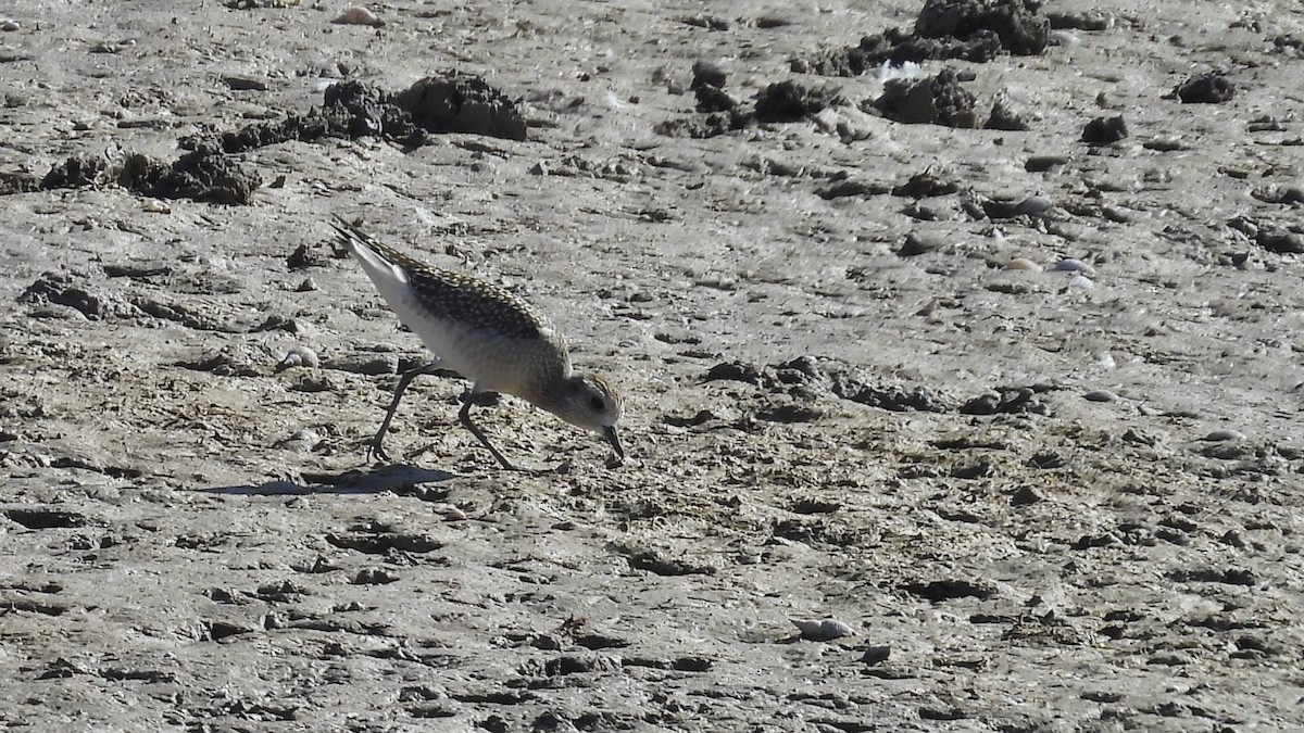 American Golden-Plover - ML608751317