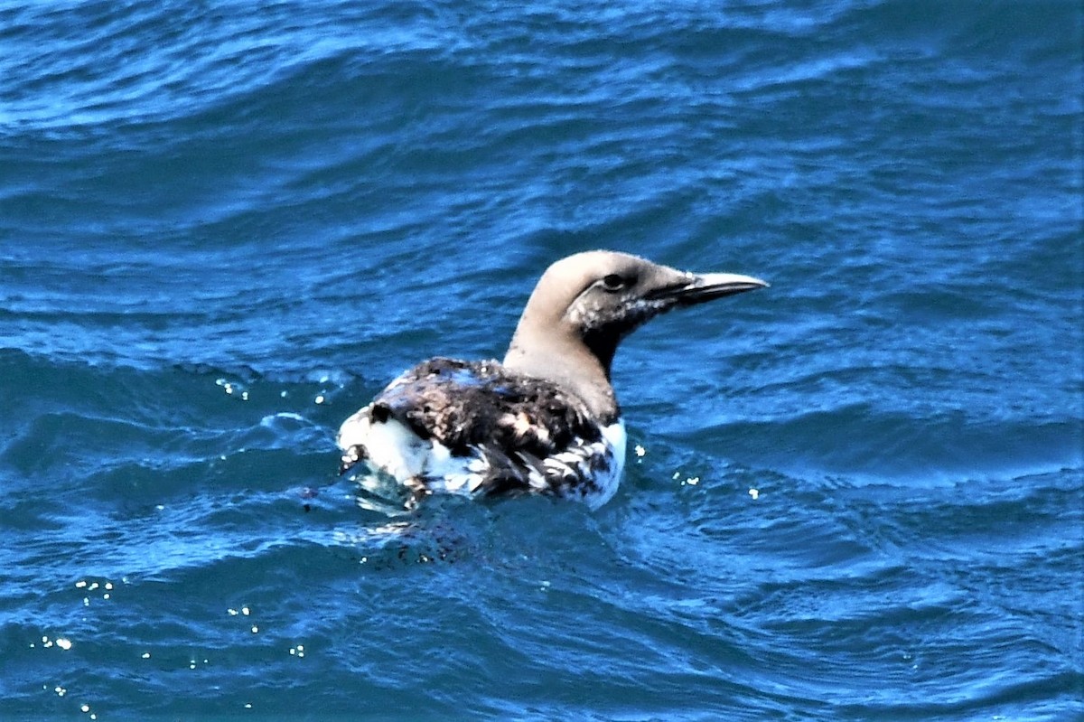 Common Murre - ML608751494