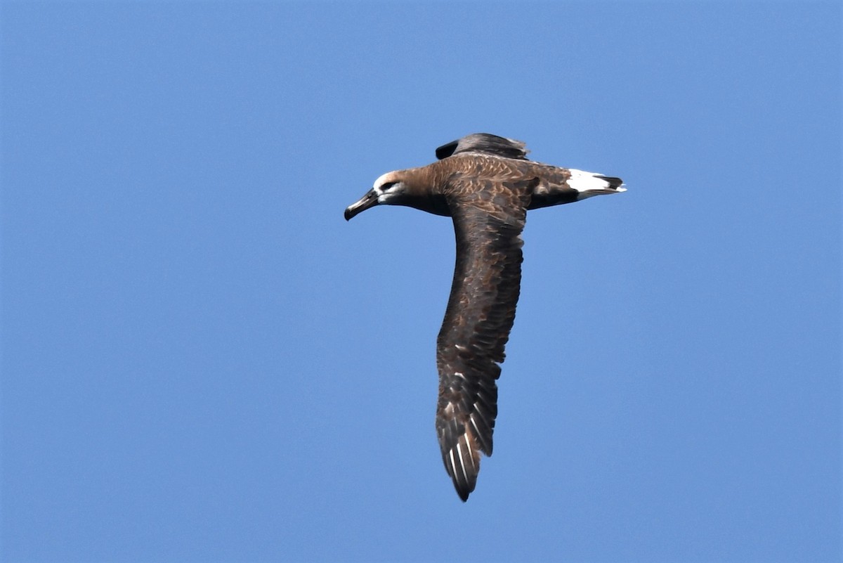 Albatros à pieds noirs - ML608751499