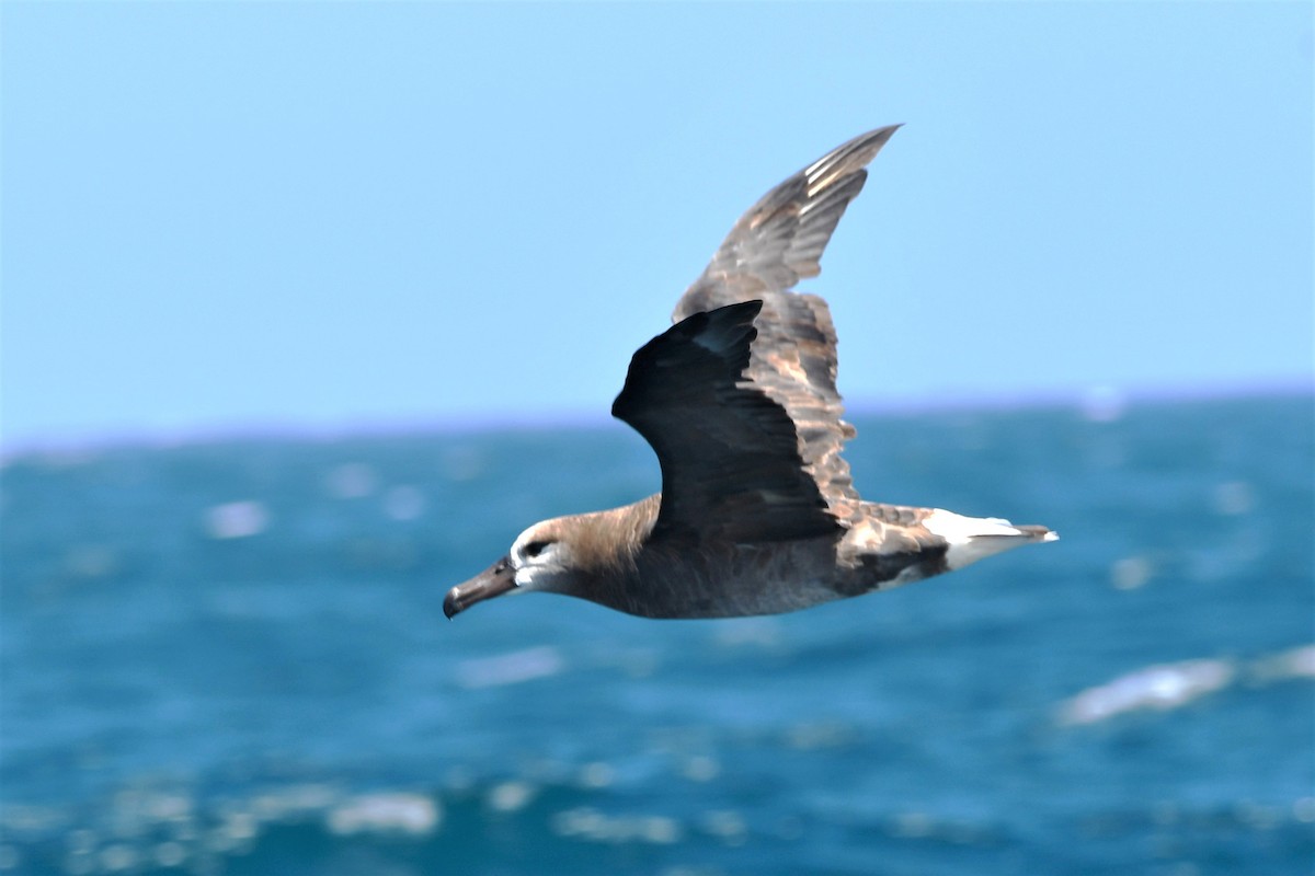 Albatros à pieds noirs - ML608751500