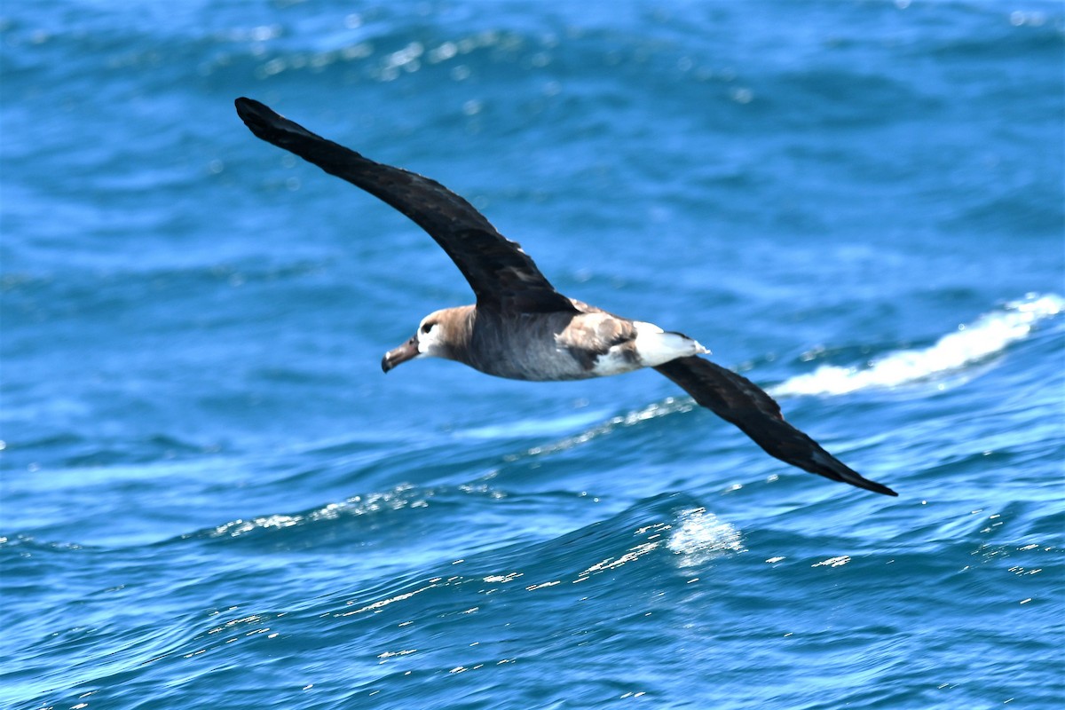 albatros černonohý - ML608751502