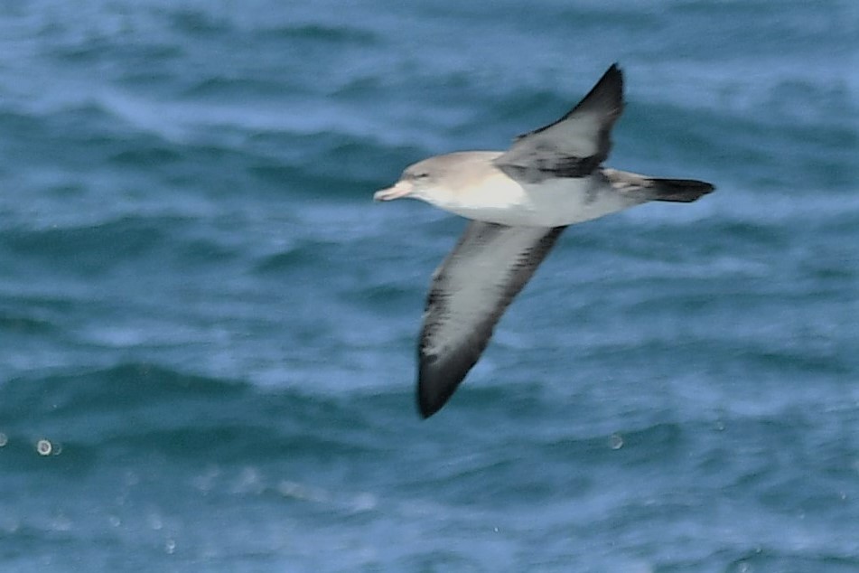 Pink-footed Shearwater - ML608751509