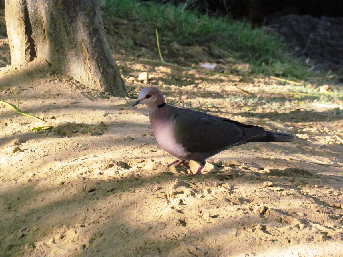 Red-eyed Dove - ML60875151