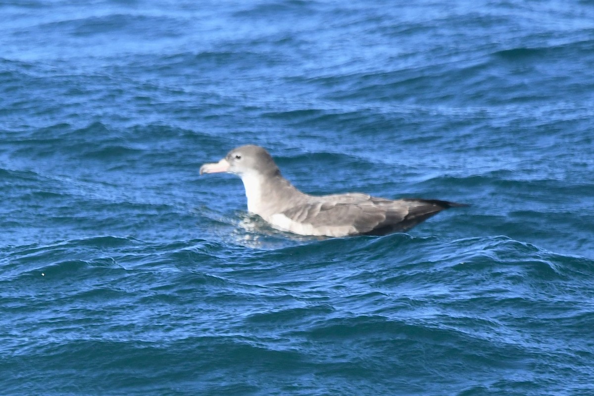 Pink-footed Shearwater - ML608751510