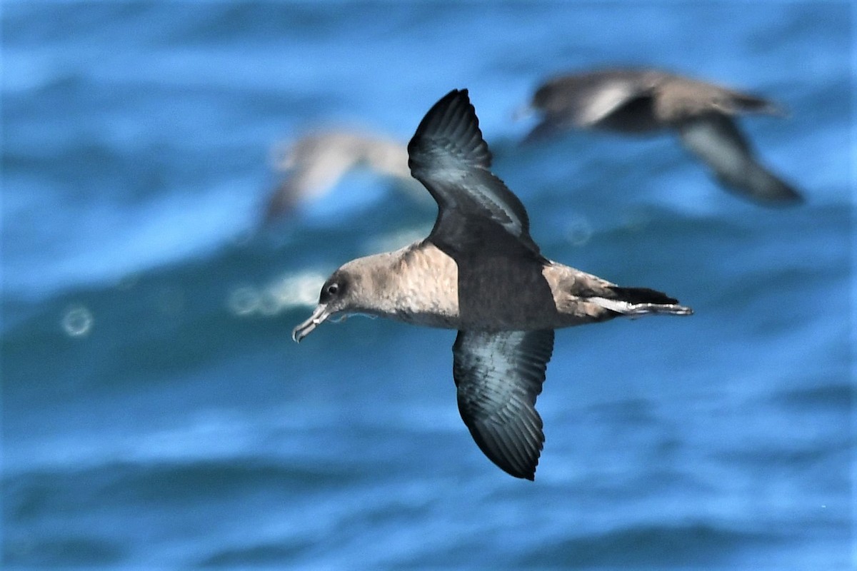 Sooty Shearwater - Ed Thomas