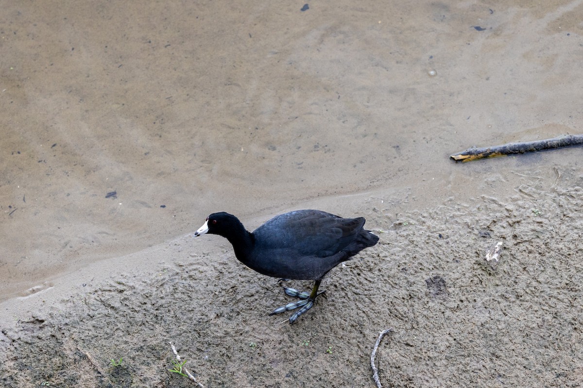 American Coot - ML608751581