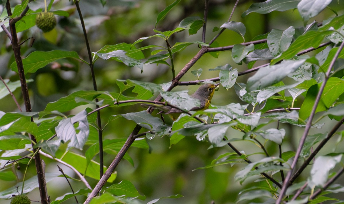 Canada Warbler - ML608751613