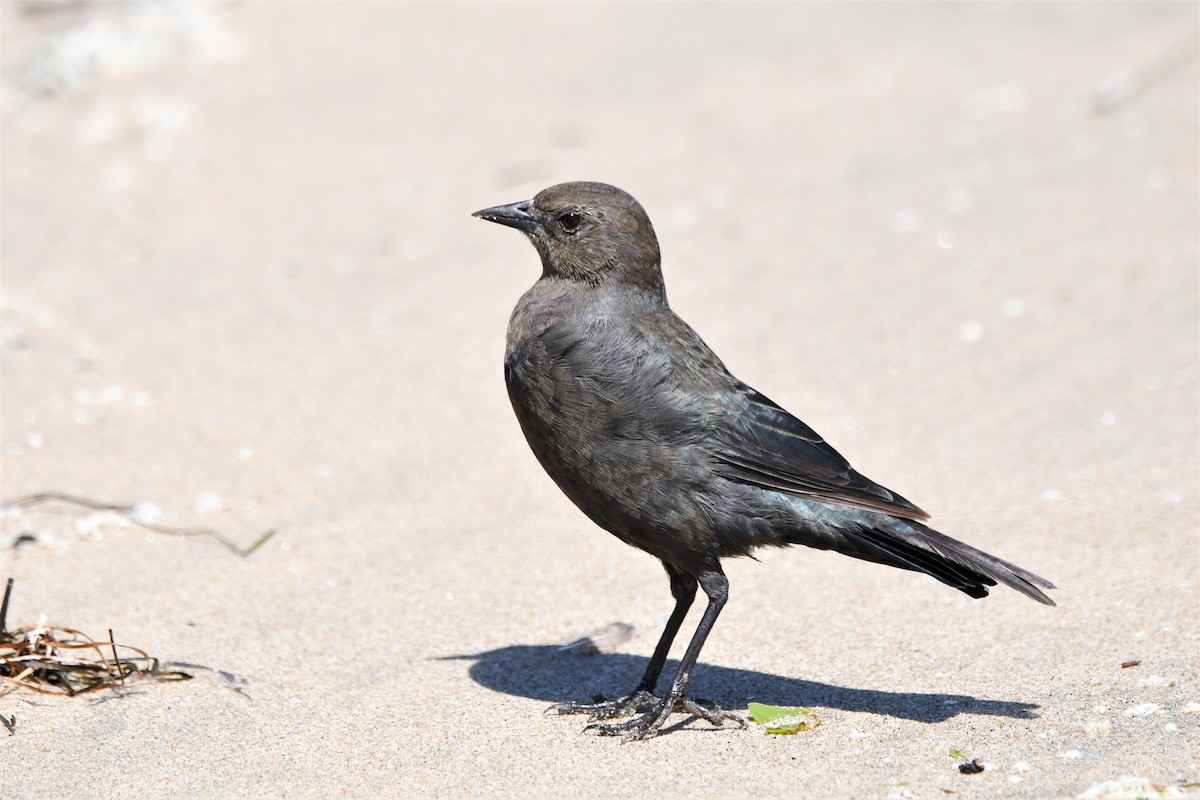 Brewer's Blackbird - ML608751720