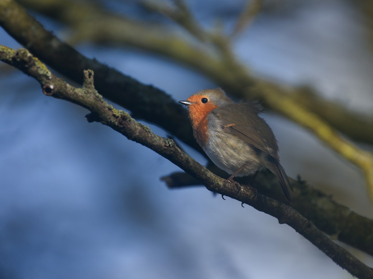 European Robin - ML608751860