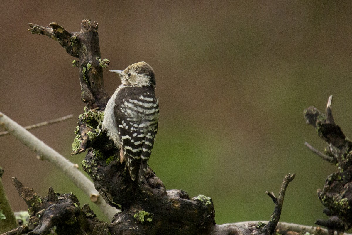 Brown-fronted Woodpecker - ML608751881