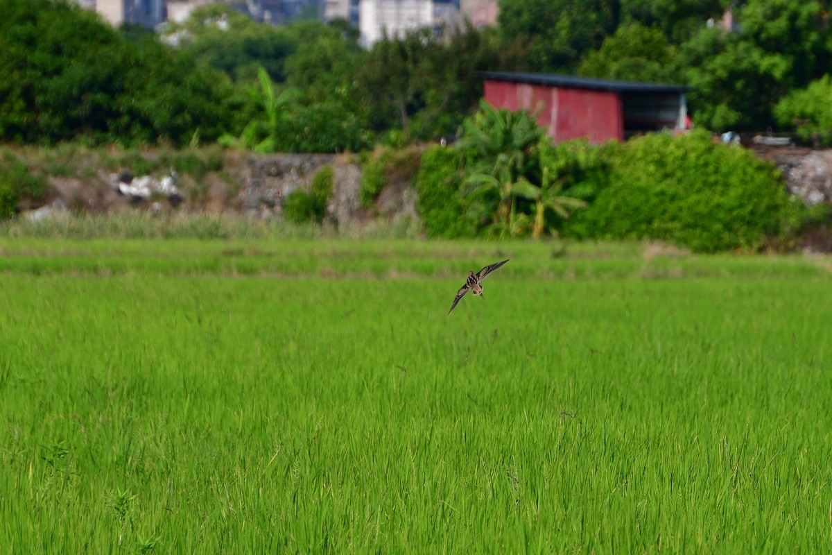 Pin-tailed Snipe - ML608751918