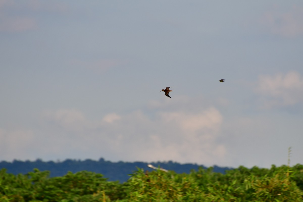 Pin-tailed Snipe - ML608751919