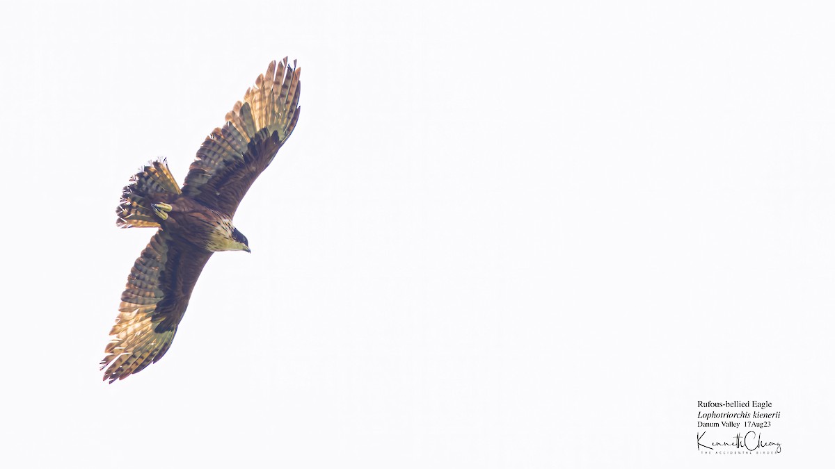 Rufous-bellied Eagle - ML608752018