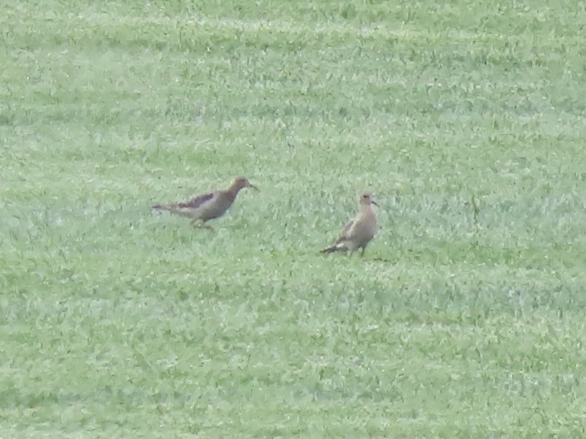 Buff-breasted Sandpiper - Tim Carney