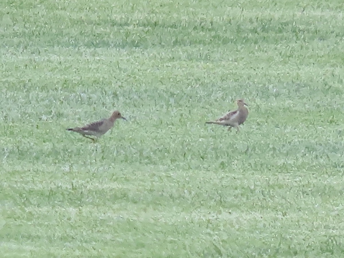 Buff-breasted Sandpiper - ML608752069