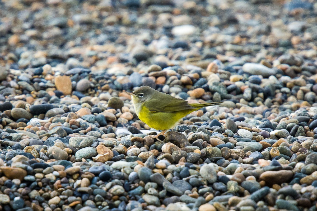 MacGillivray's Warbler - ML608752099