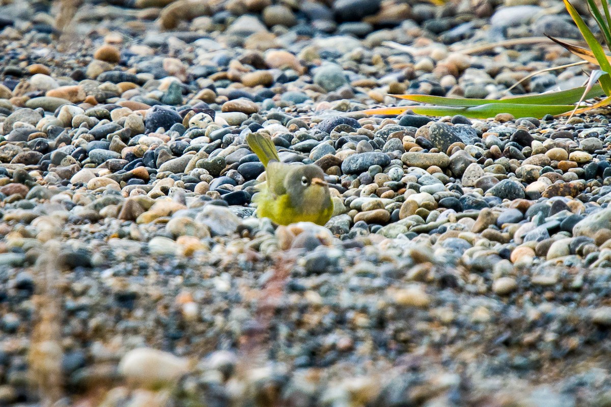 MacGillivray's Warbler - ML608752100