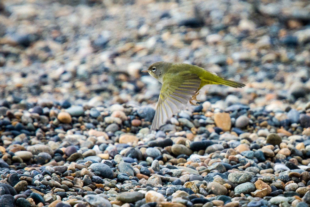 MacGillivray's Warbler - Rodney Ungwiluk Jr