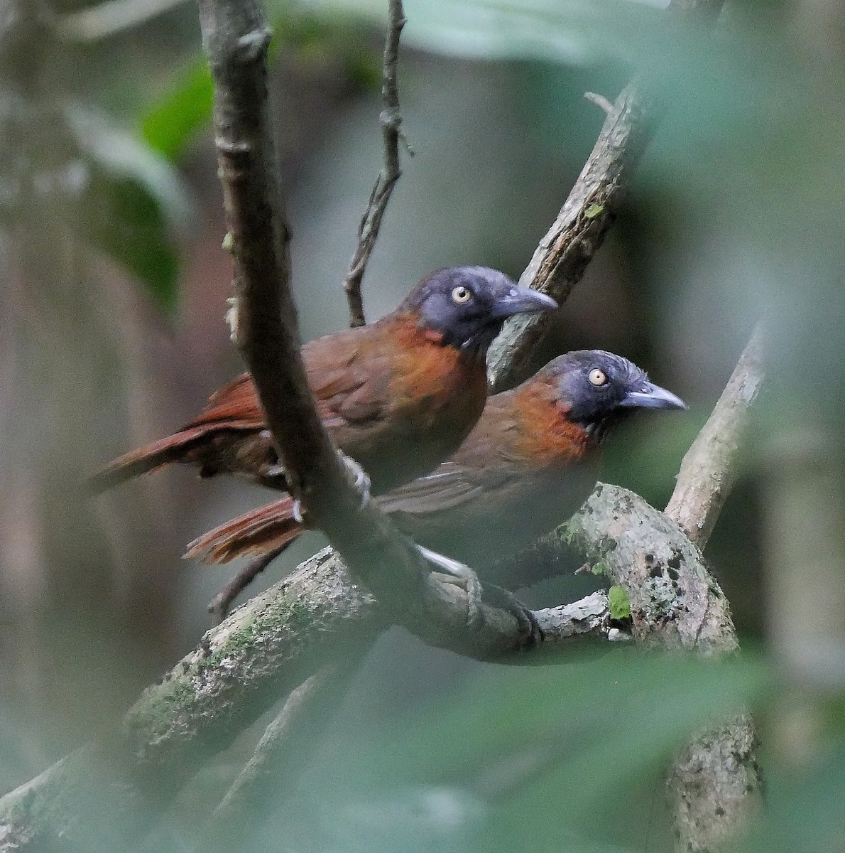 Gray-headed Babbler - ML608752210