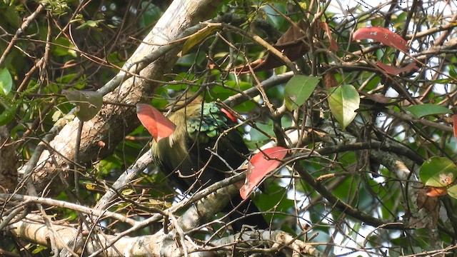 Red-crested Turaco - ML608752275