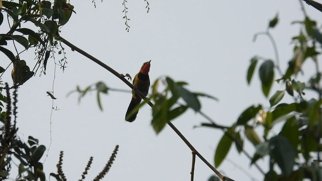 Four-colored Bushshrike (Gorgeous) - ML608752299