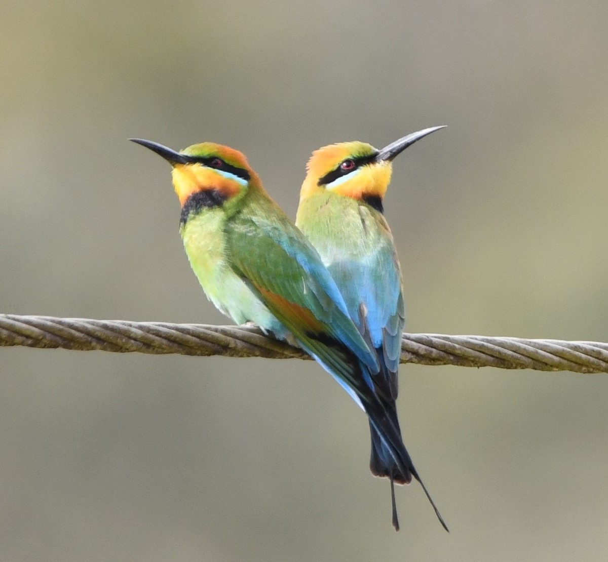 Rainbow Bee-eater - ML608752312