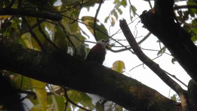 White-headed Robin-Chat - ML608752315