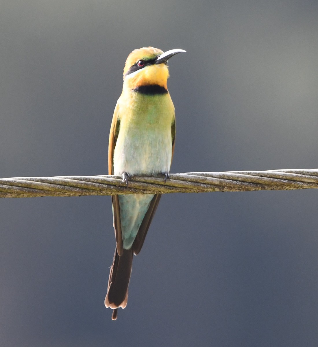 Rainbow Bee-eater - ML608752318