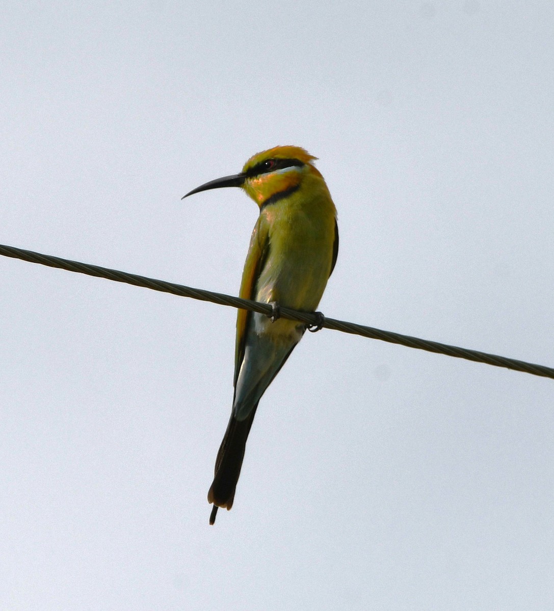 Rainbow Bee-eater - ML608752319