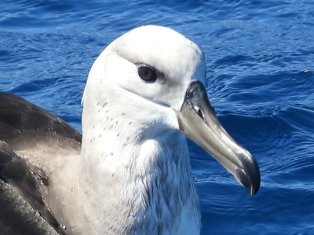 Albatros à sourcils noirs - ML608752358