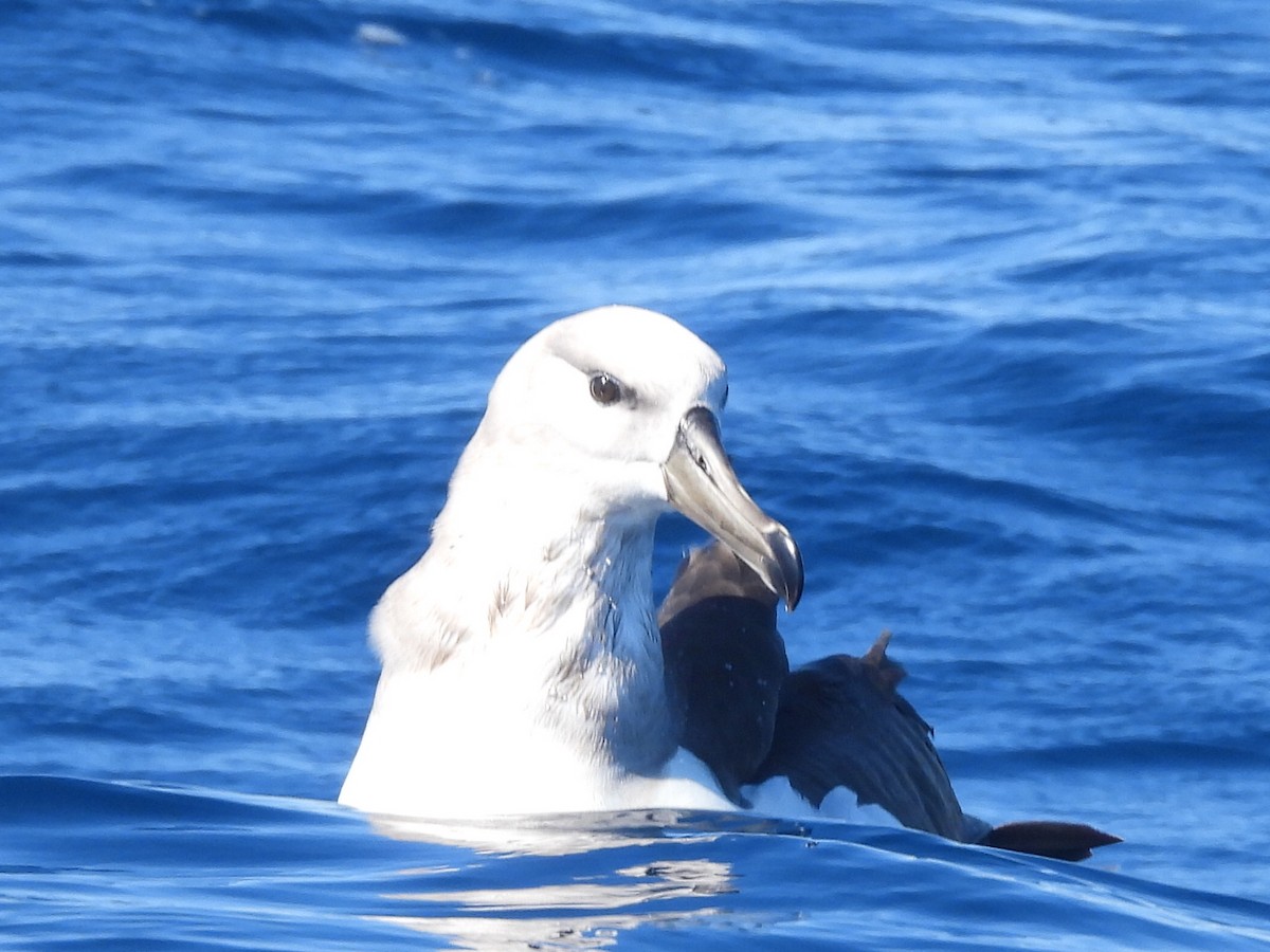 Albatros à sourcils noirs - ML608752359