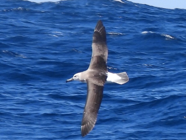 Black-browed Albatross - ML608752360