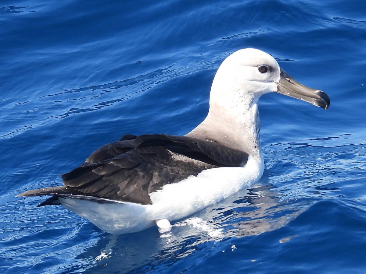 albatros černobrvý - ML608752361