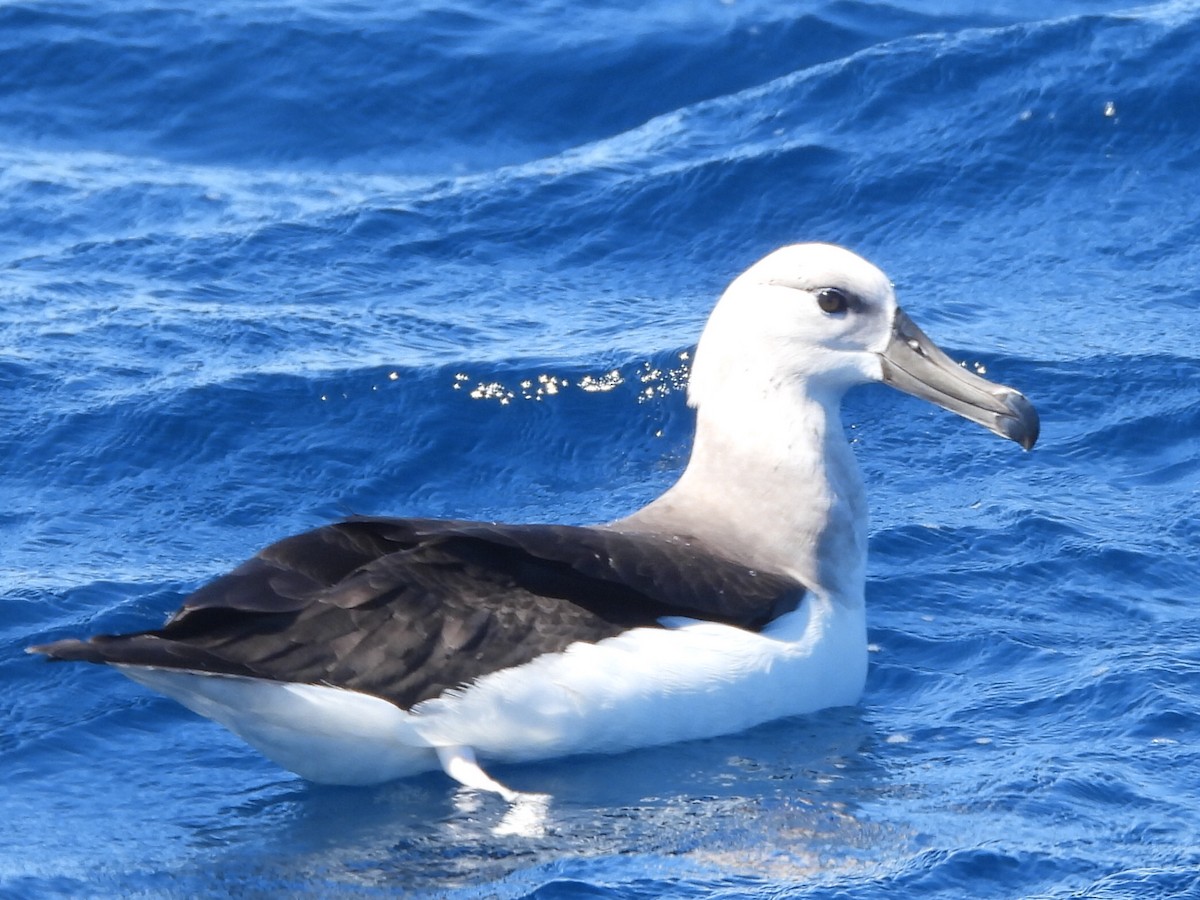 albatros černobrvý - ML608752362