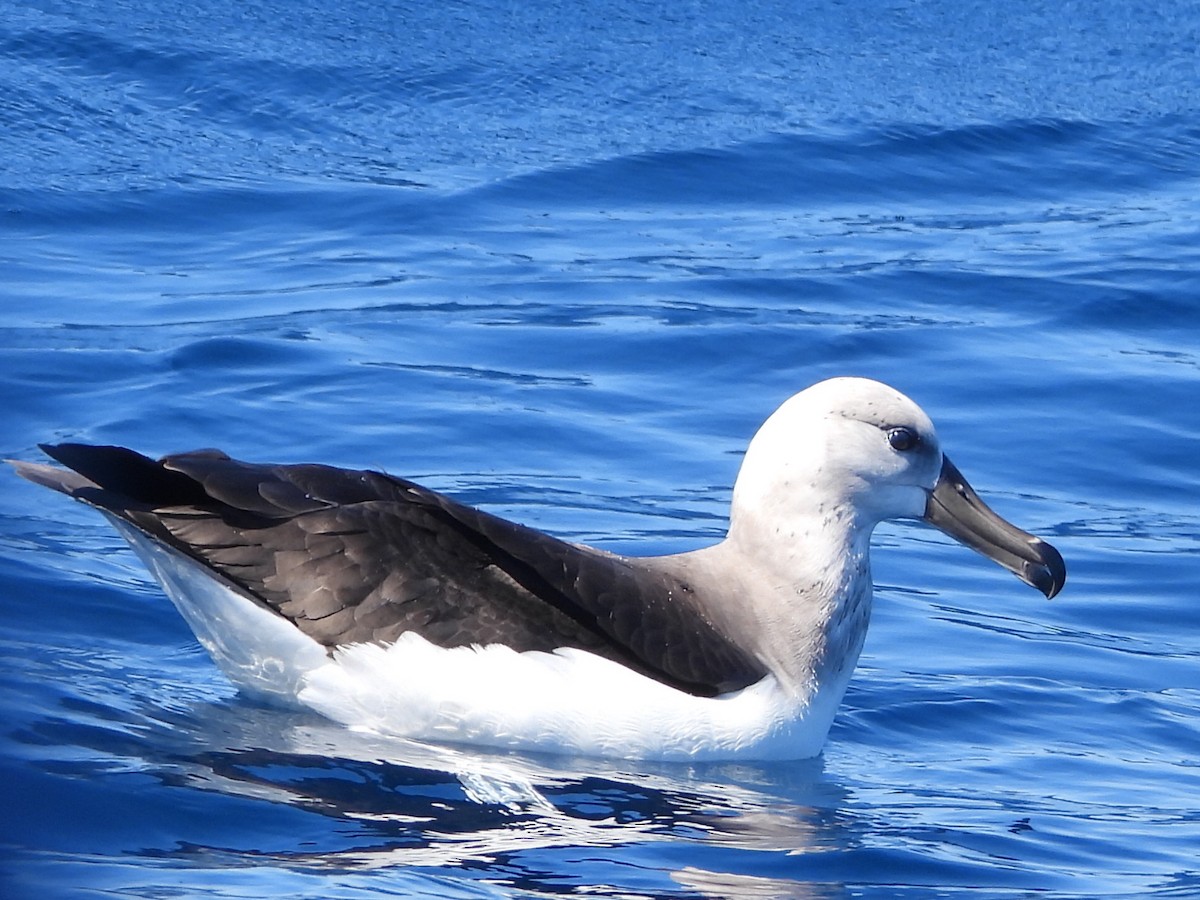 Albatros à sourcils noirs - ML608752363