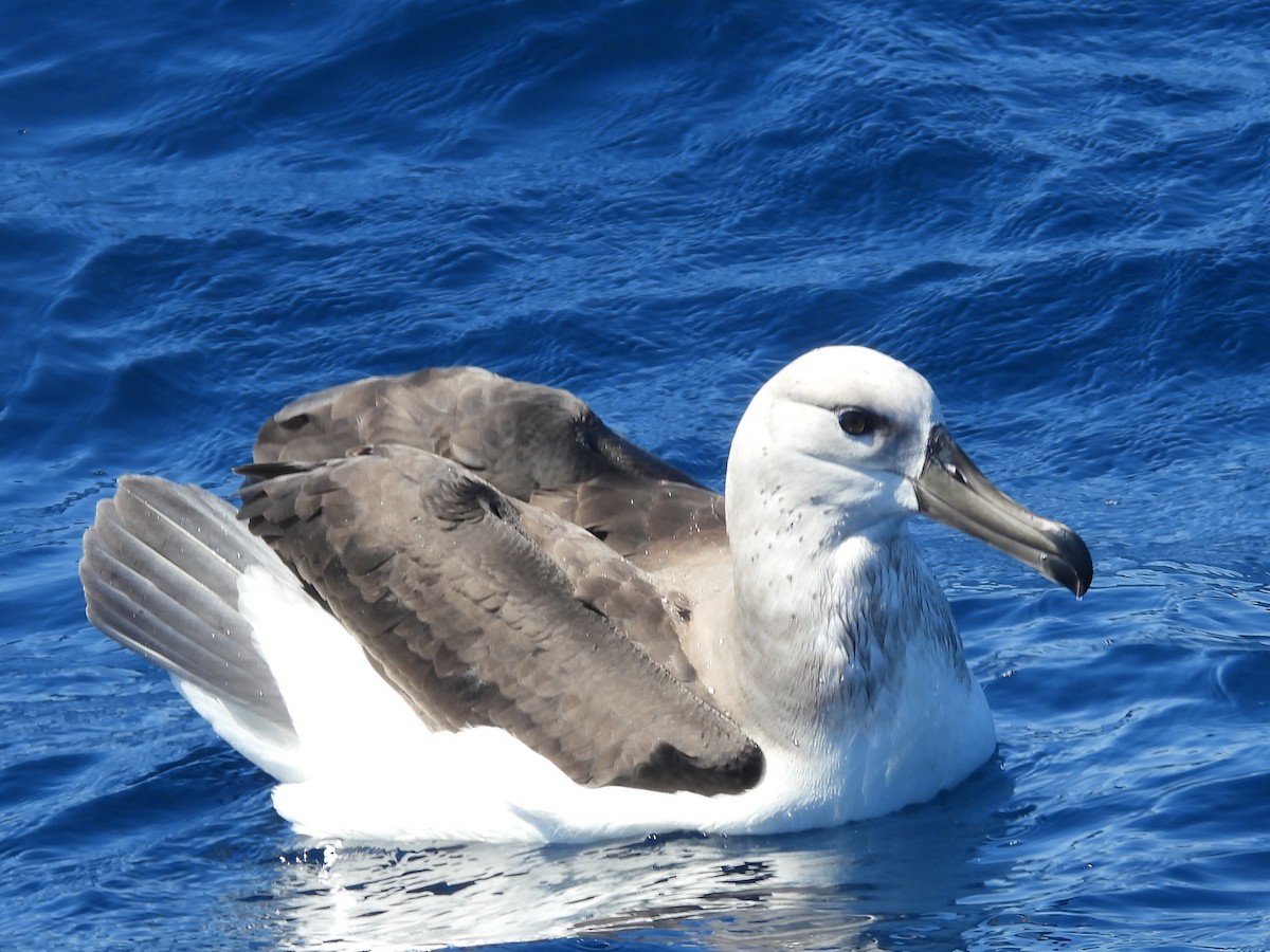 Kara Kaşlı Albatros - ML608752364