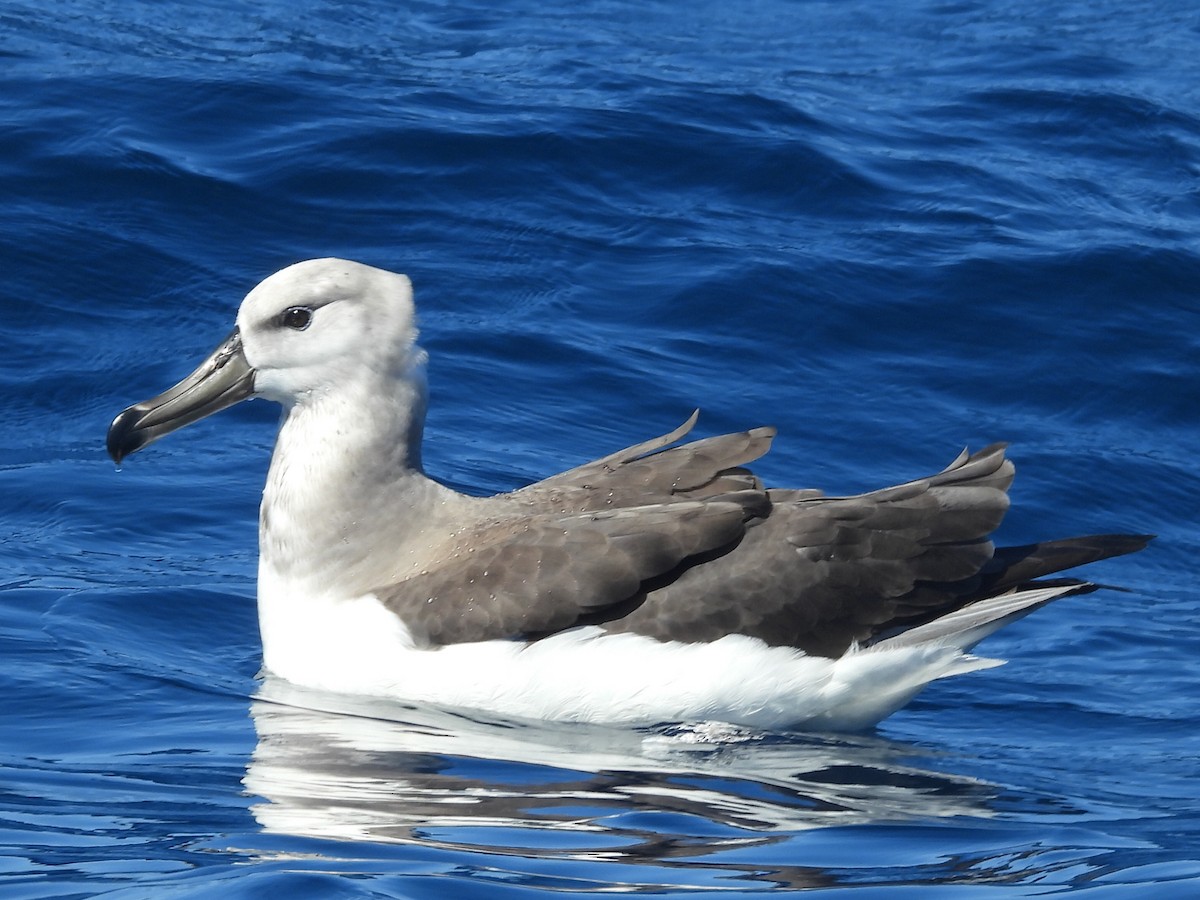 Albatros à sourcils noirs - ML608752365