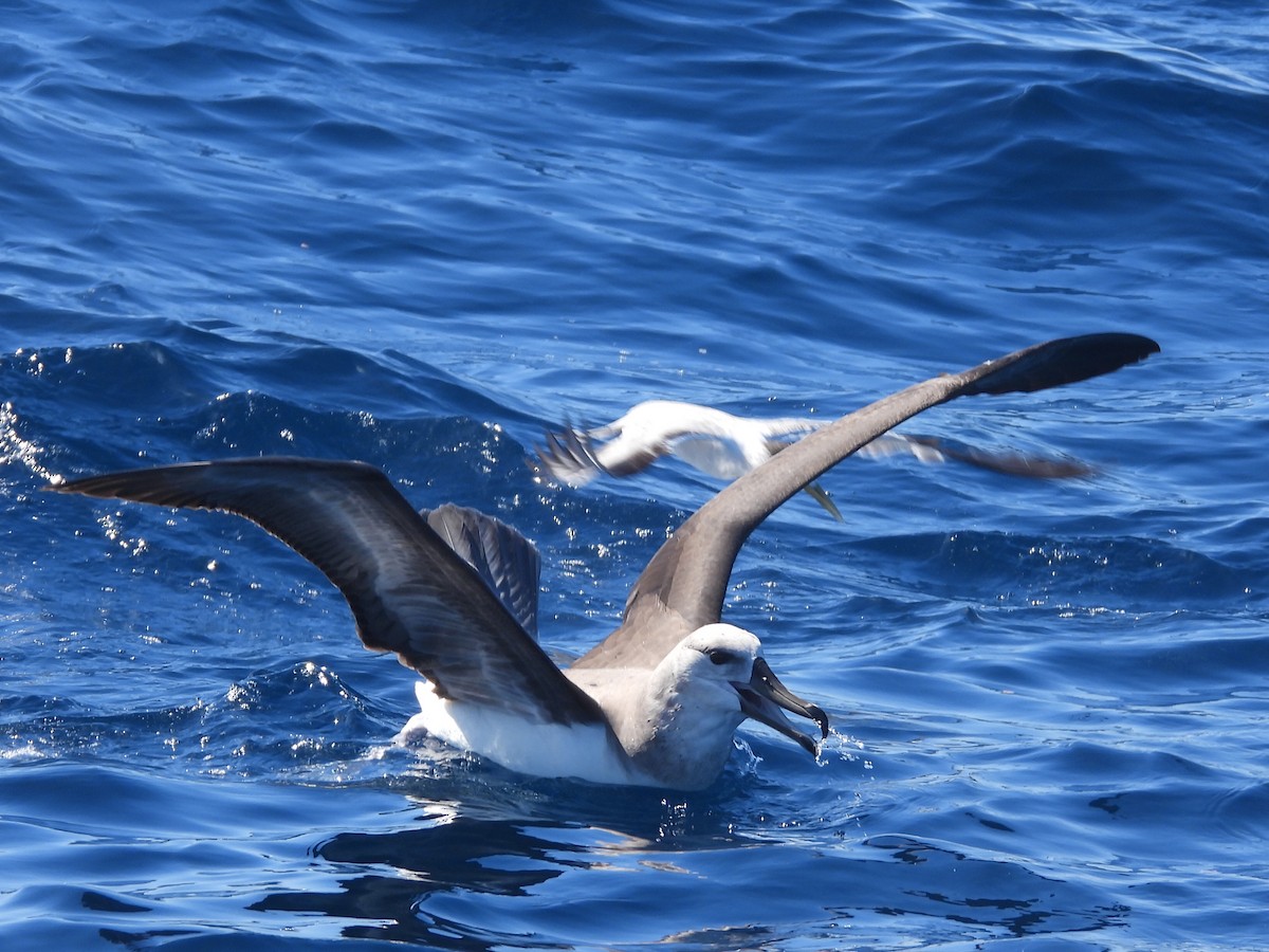 albatros černobrvý - ML608752367