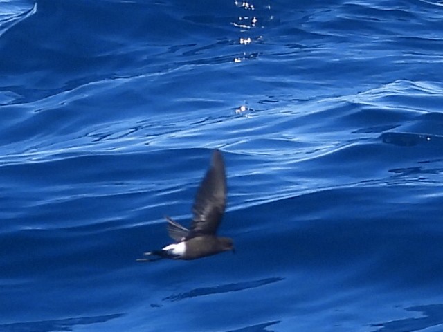 黃蹼洋海燕 - ML608752378