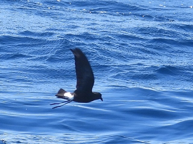 Wilson's Storm-Petrel - ML608752380