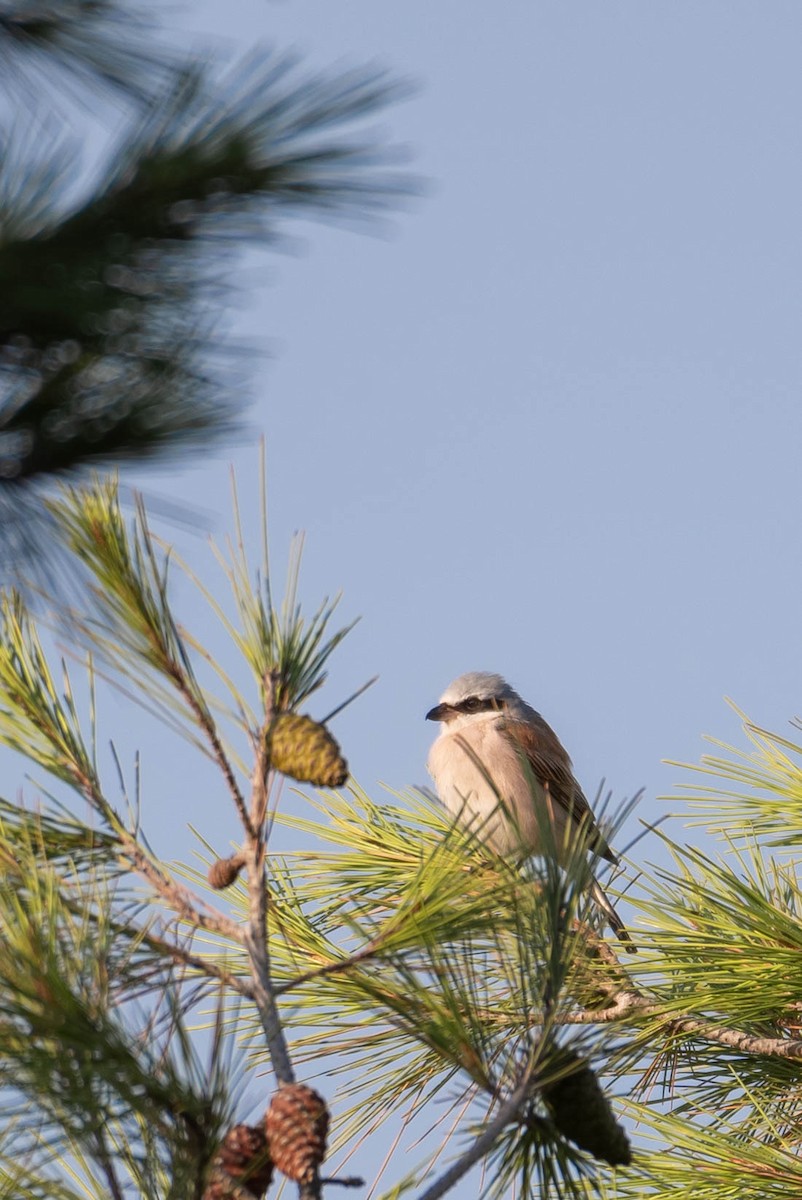 Red-backed Shrike - ML608752397