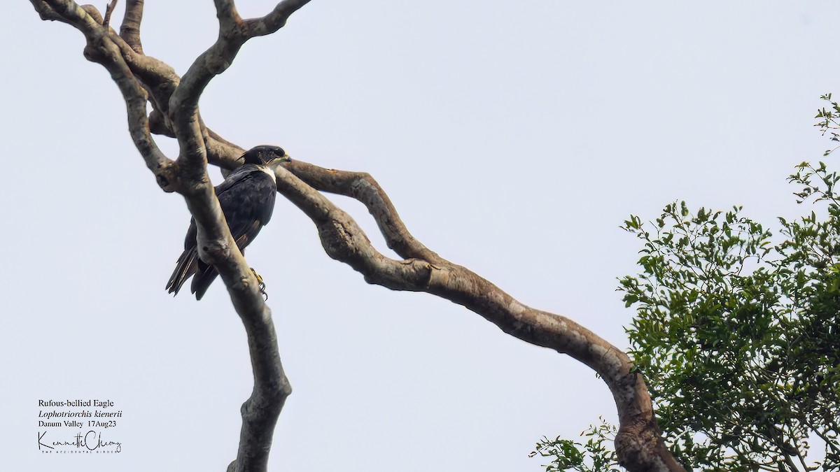 Rufous-bellied Eagle - ML608752430