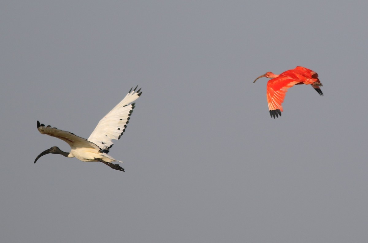 Scarlet Ibis - ML608752492