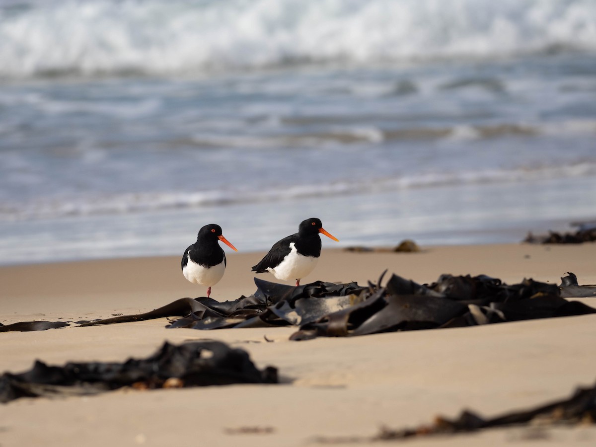 Pied Oystercatcher - ML608752524